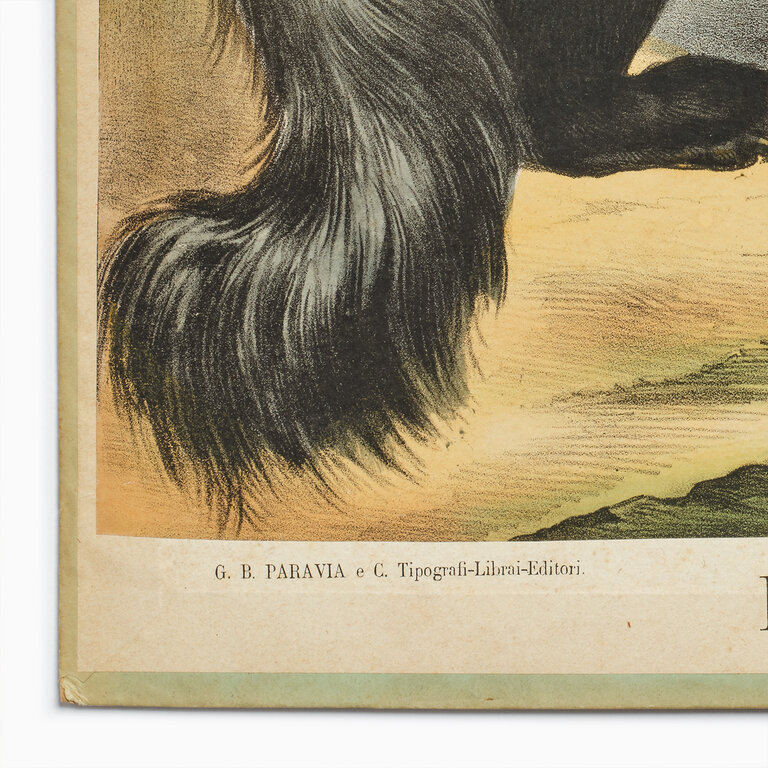 Vintage Scientific Illustration, Anteater