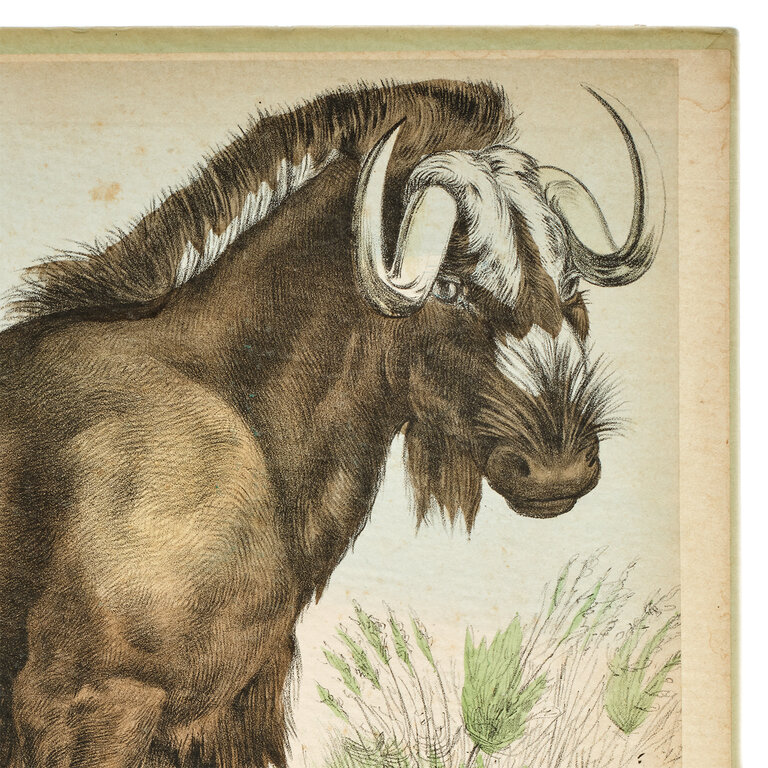 Vintage Scientific Illustration, Wildebeest