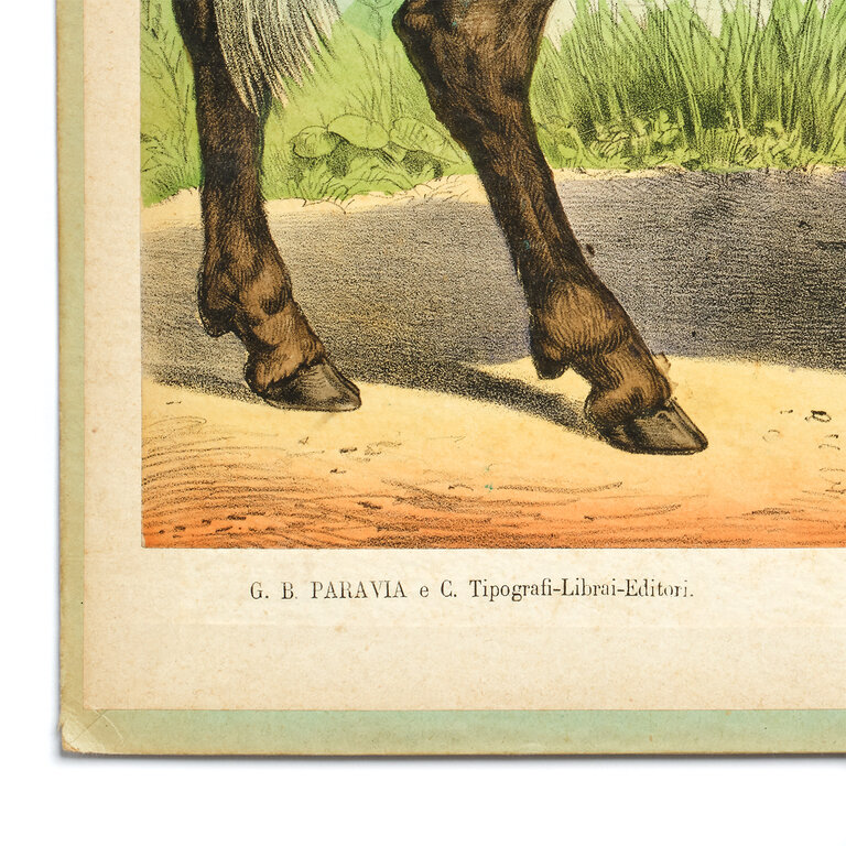 Vintage Scientific Illustration, Wildebeest