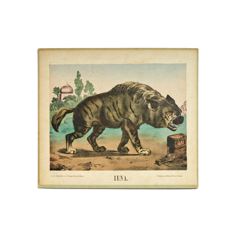 Vintage Scientific Illustration, Hyena