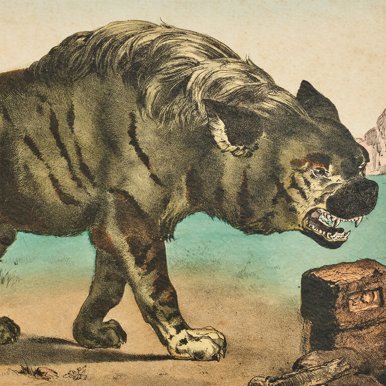 Vintage Scientific Illustration, Hyena