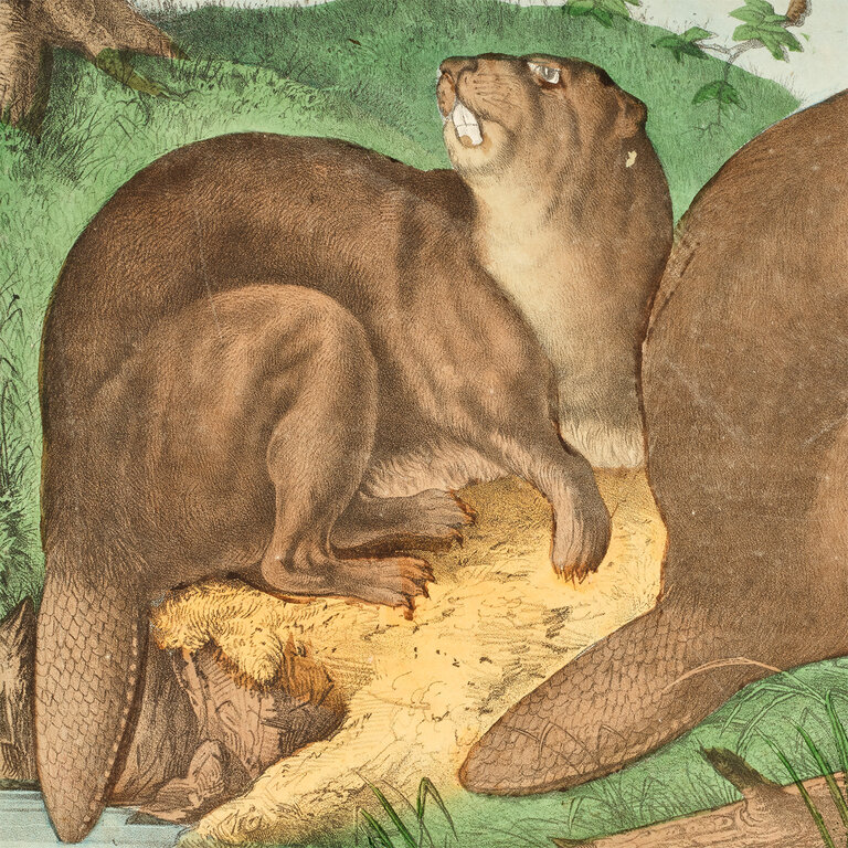 Vintage Scientific Illustration, Beaver