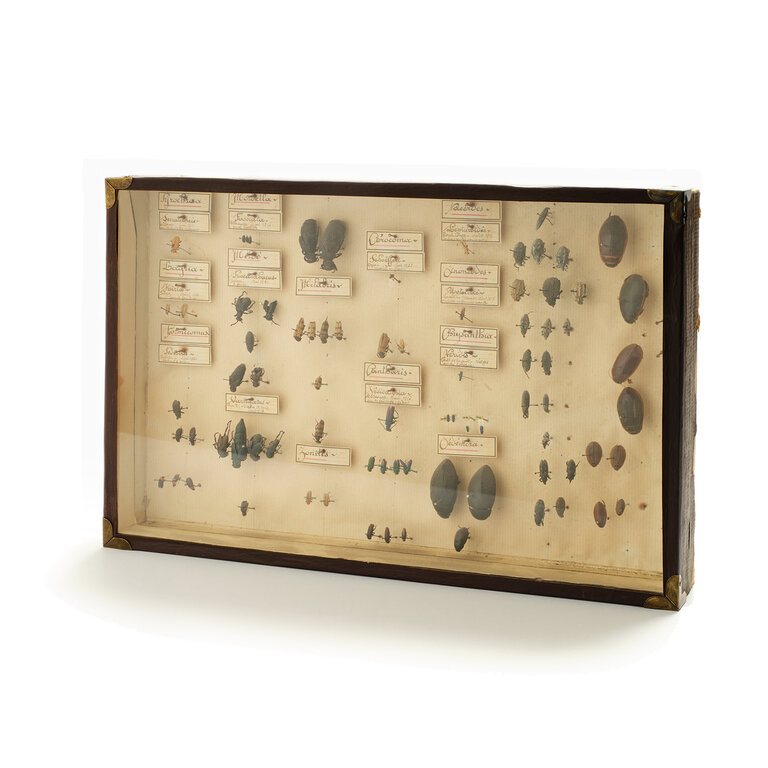 19th Century Entomology Box, No. 2