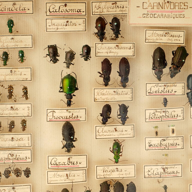 19th Century Entomology Box, No. 1