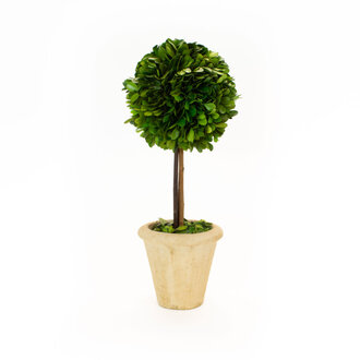 Boxwood Topiary