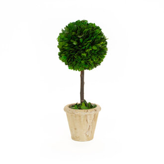 Boxwood Topiary- Single SM 5" x 12" Boxwood Topiary- Single SM 5" x 12"