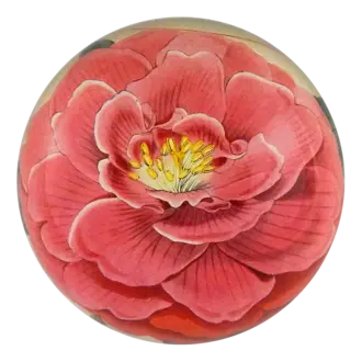 John Derian Camellia Dome Paperweight