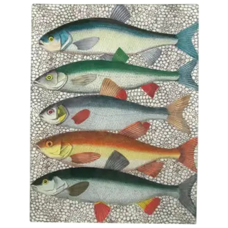 John Derian Colorful Fish Rectangular Tray John Derian Colorful Fish Rectangular Tray