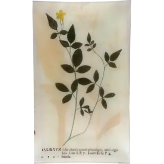 John Derian Jasminum Tray