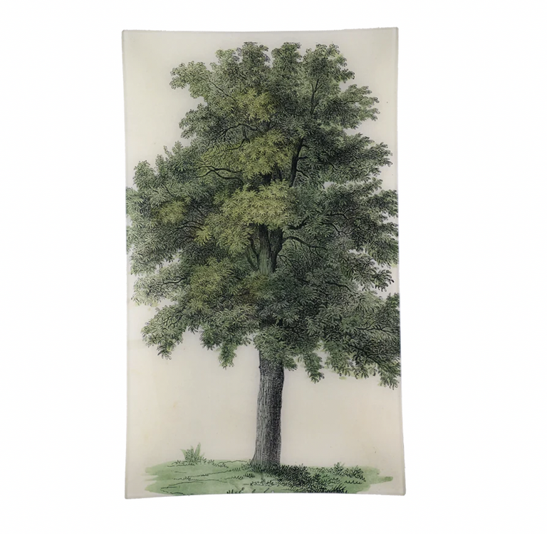 John Derian Oak Tree Tray