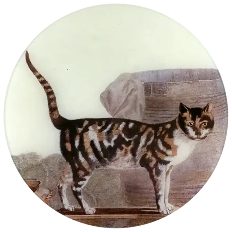 John Derian Cat on the Waterfront Round