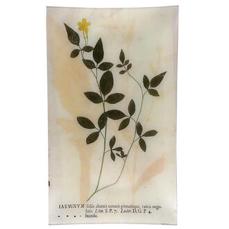 John Derian Jasminum Tray