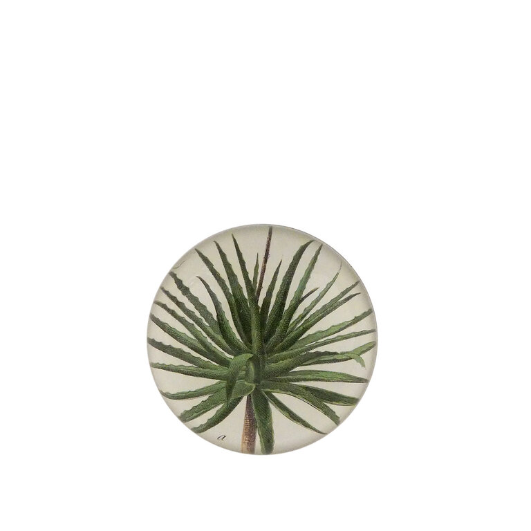 John Derian Aloe Dome Paperweight