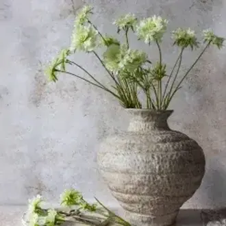 Flower Stem- Scabious Flower, Cream