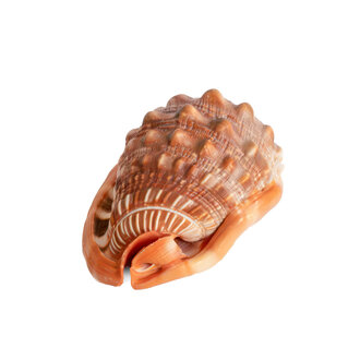 Cypraecassis Rufa Shell