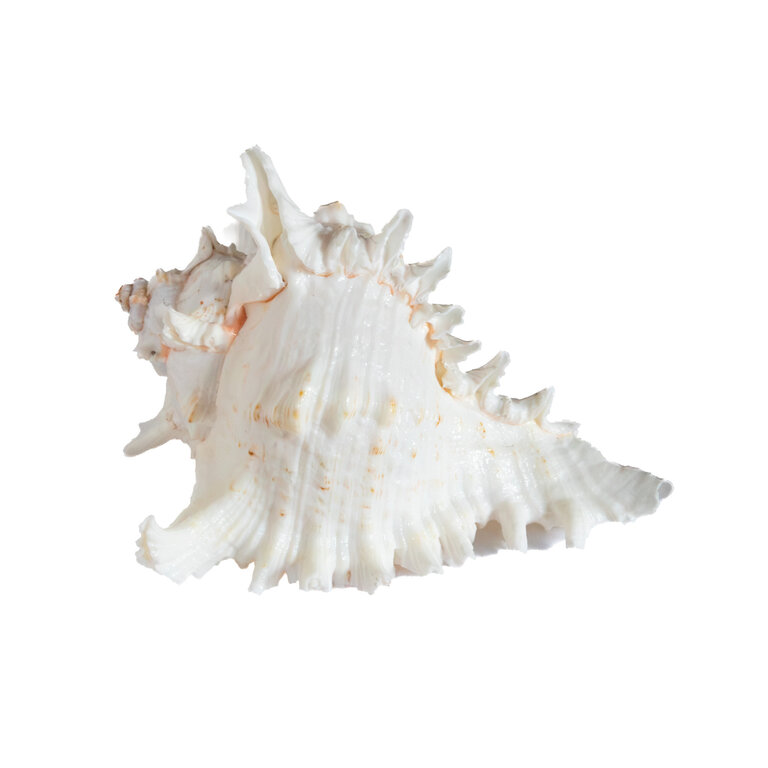 Small Ramosa Murex