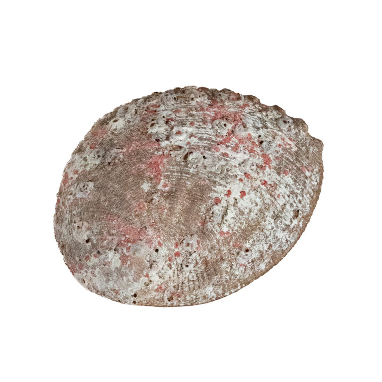 Shell- Blue/Green Abalone Seashell 5"-6"