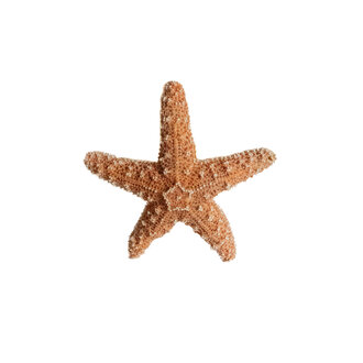 Medium Sugar Starfish Shell