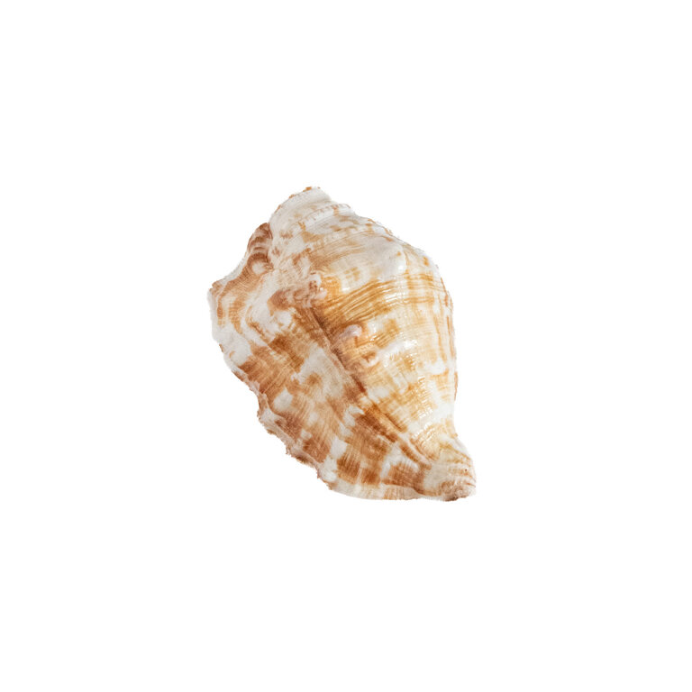 Shell- Lambis Shell Horn 5-6"
