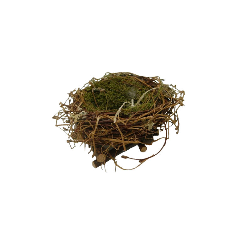 Small Wren Nest