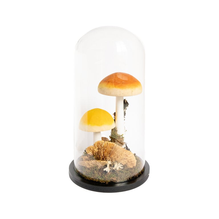 Mushroom Curiosity Cloche