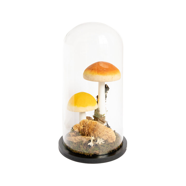 Mushroom Curiosity Cloche