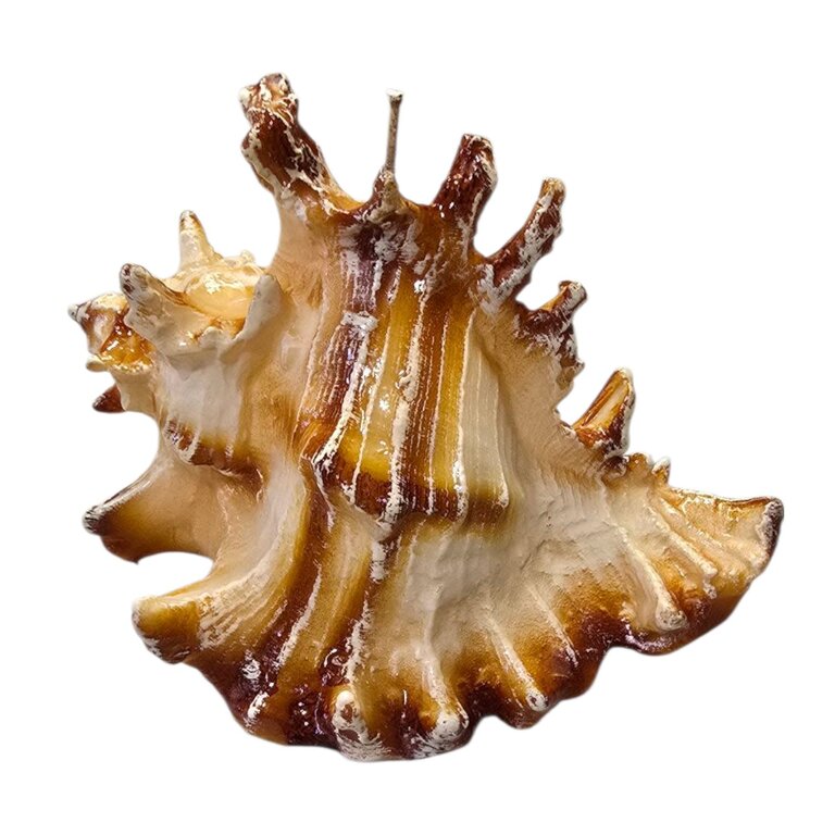 Cereria Introna Large Strombus Shell Candle