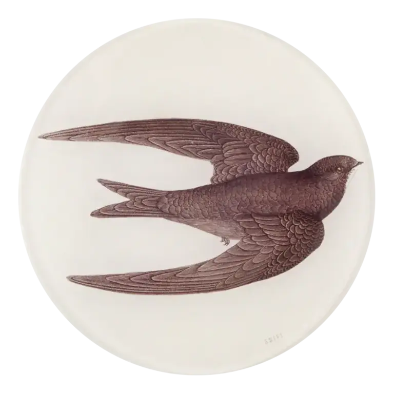 John Derian Swift Bird Swallow 5 3/4" Round