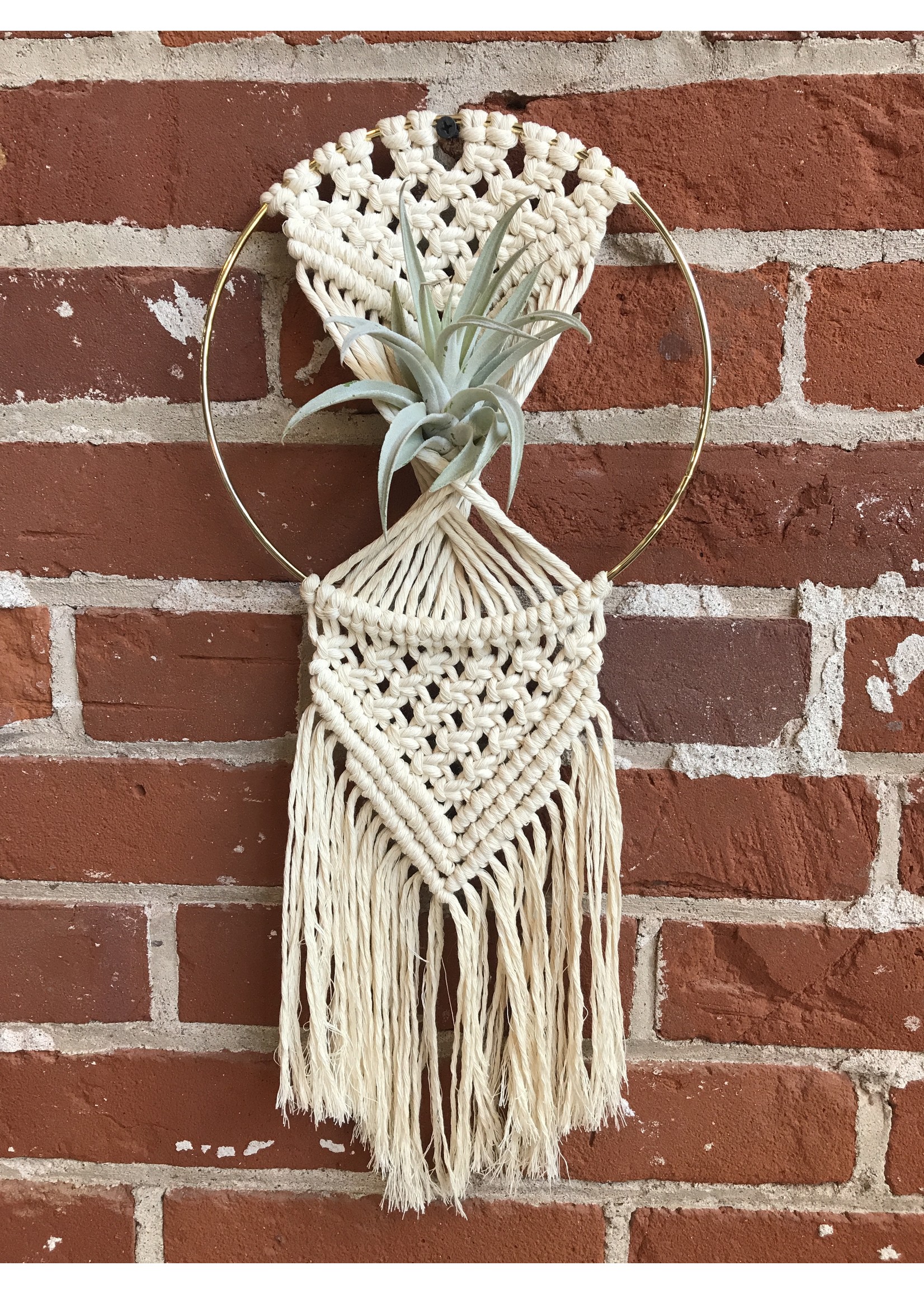 DIY Macrame Rowan Air Plant Hanger 8"