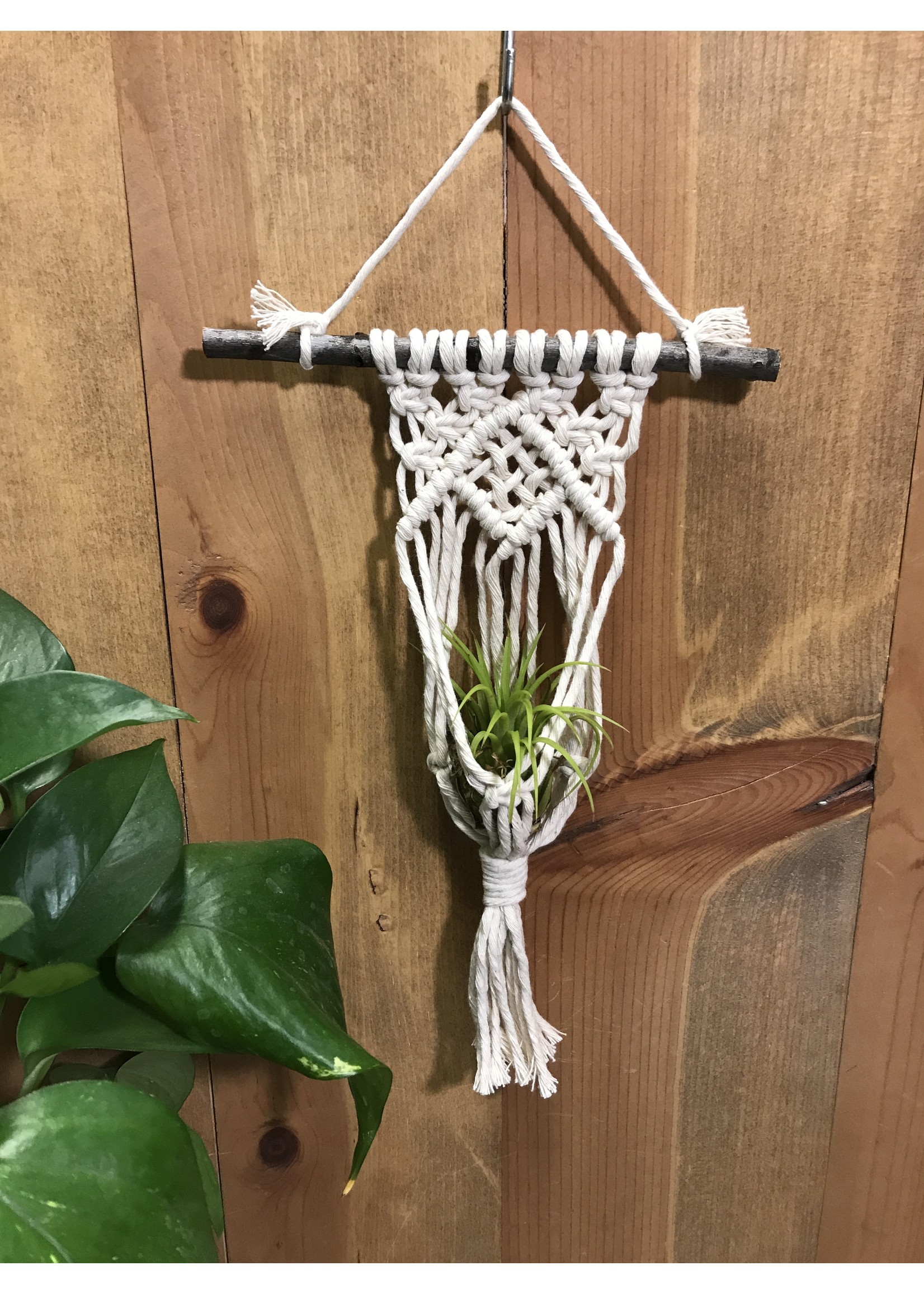 DIY Macrame Small Air Plant Hanger Kit - Tangled Up In Hue