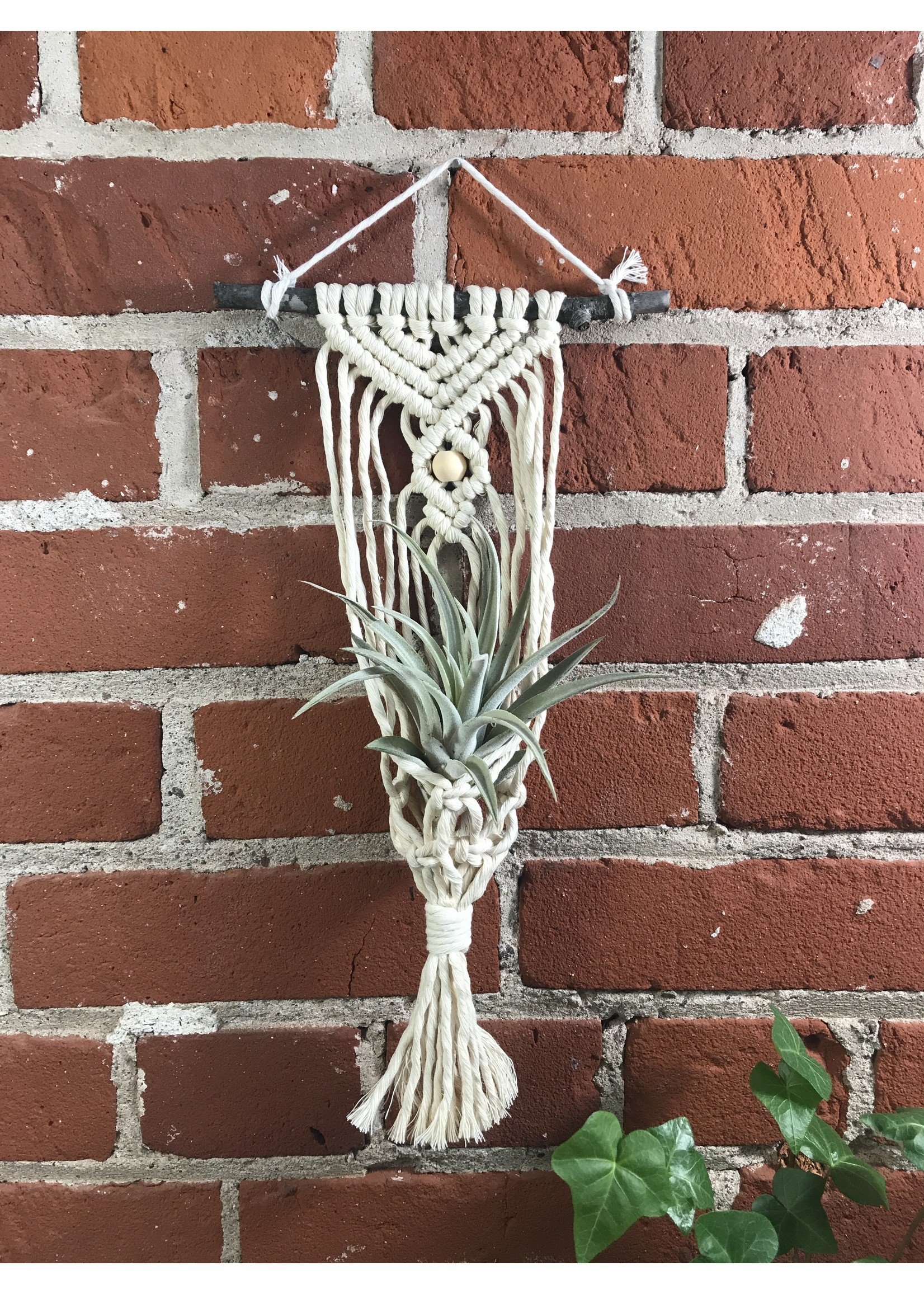 DIY Macrame Pattern: Air Plant Hanger — SimpleBeans