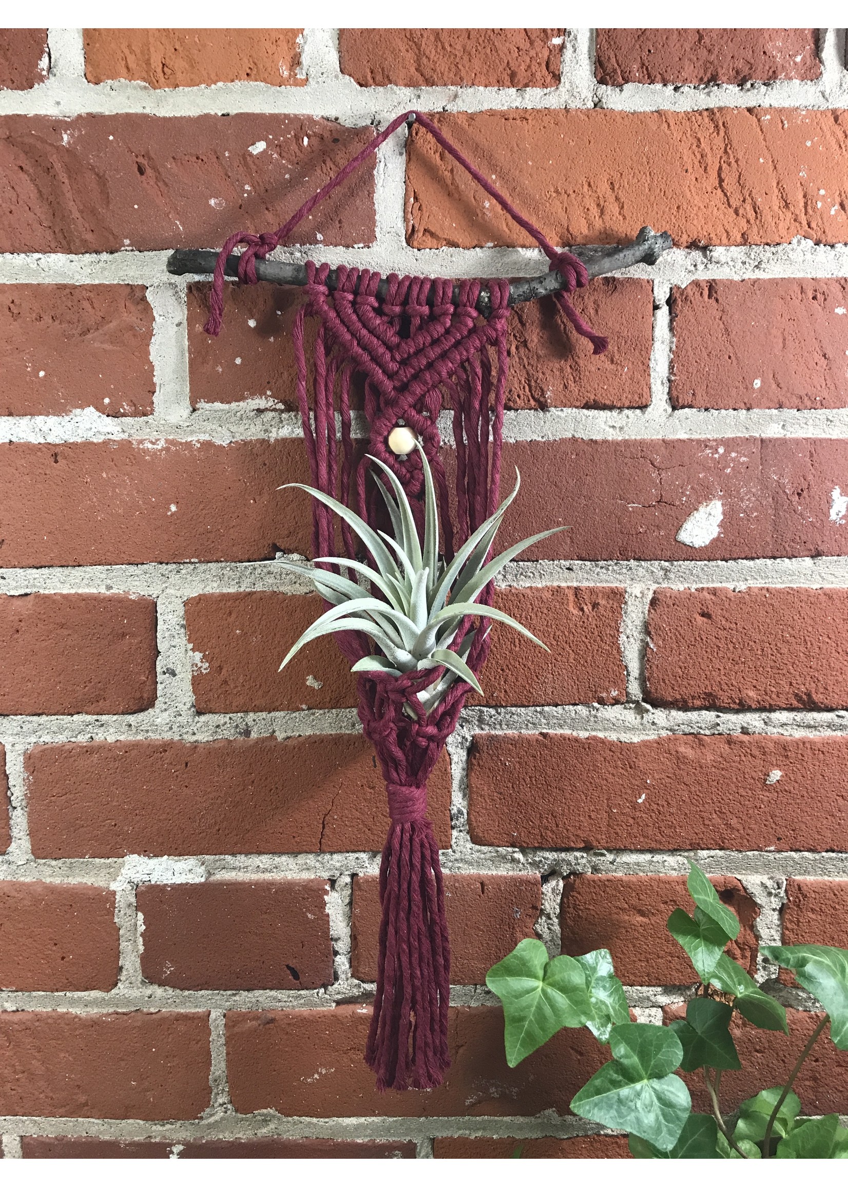 Wholesale DIY Macrame Air Plant Hanger kit - The Anna