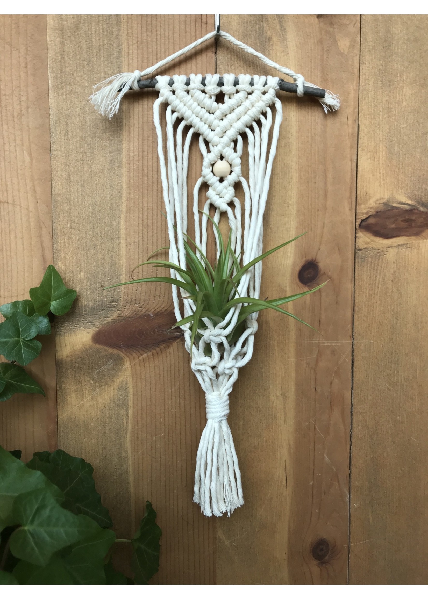 The Anika Macrame Air Plant Hanger