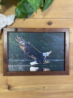 Bald Eagle w/Kingbird - Jeff Bucklew