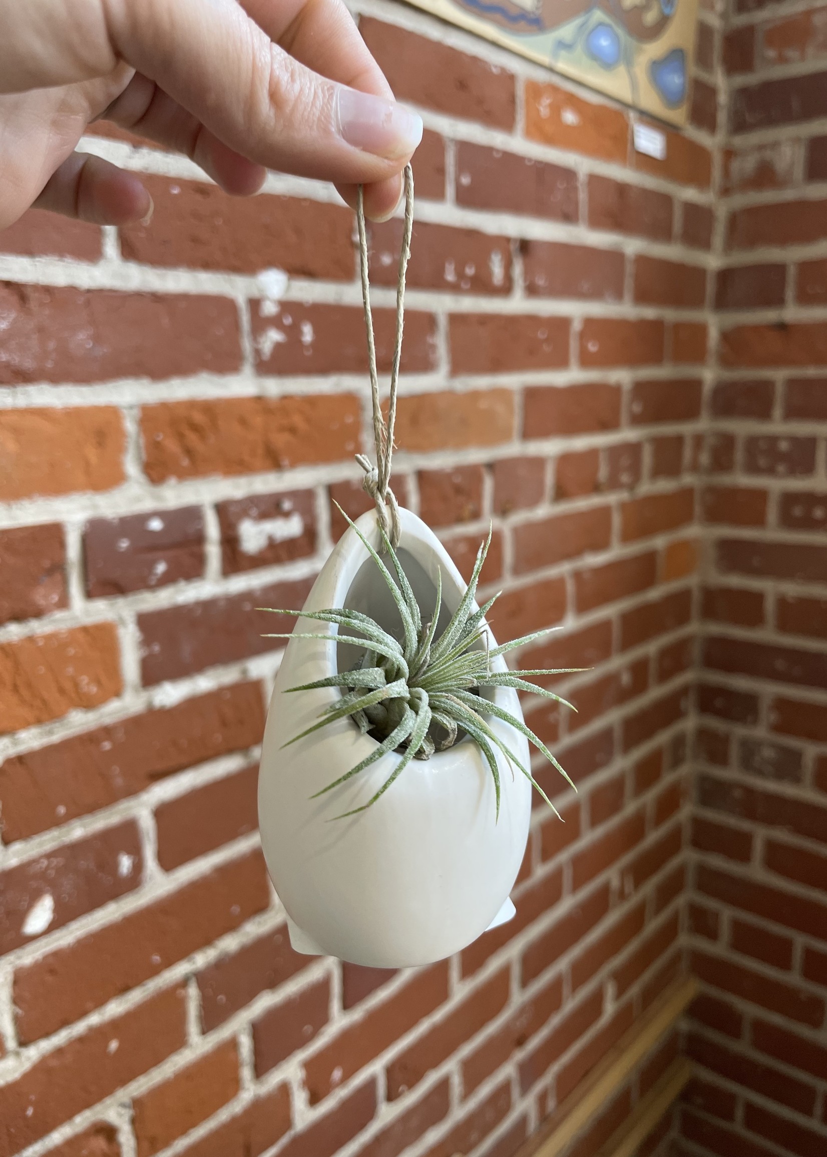 Small Ivory Ceramic Air Plant Hanger (with small airplant)