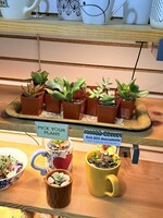 POP UP: DIY Planter - 1 Succulent