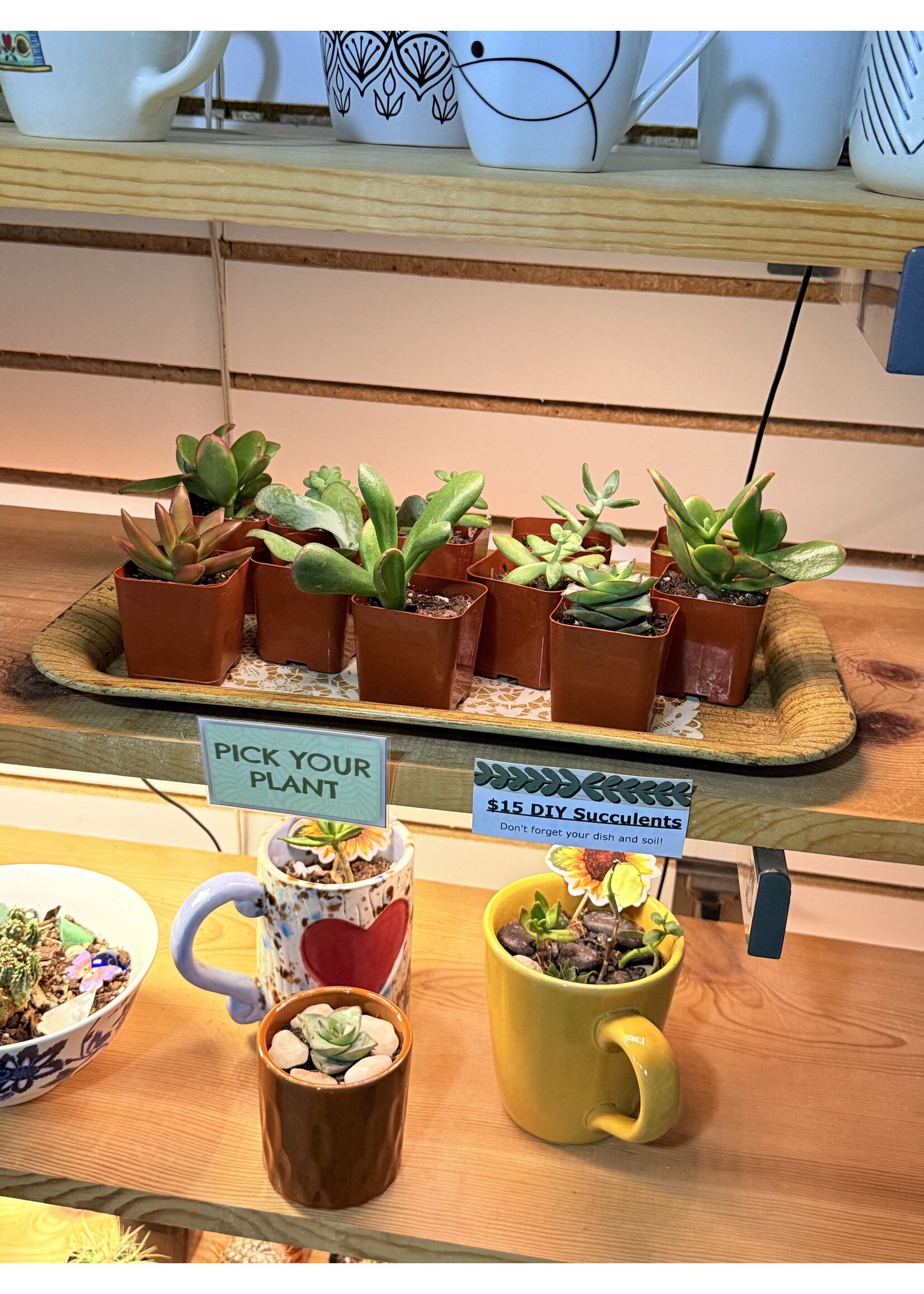 POP UP: DIY Planter - 1 Succulent