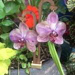 MadB Plum Orchid Earring