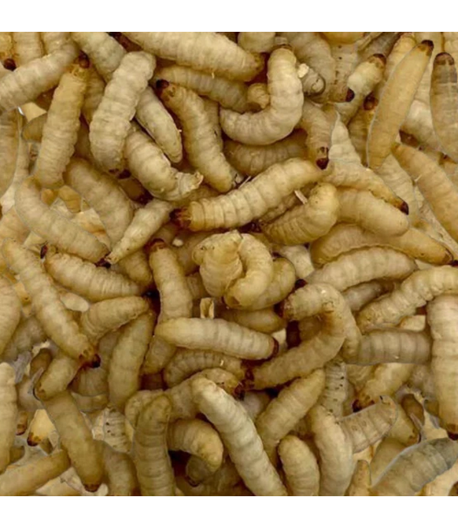 Billy Rub Billy Rub 100% Natural Fish Attractant