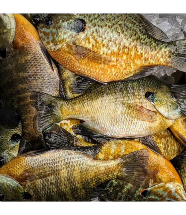 Billy Rub Billy Rub 100% Natural Fish Attractant