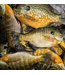 Billy Rub Billy Rub 100% Natural Fish Attractant