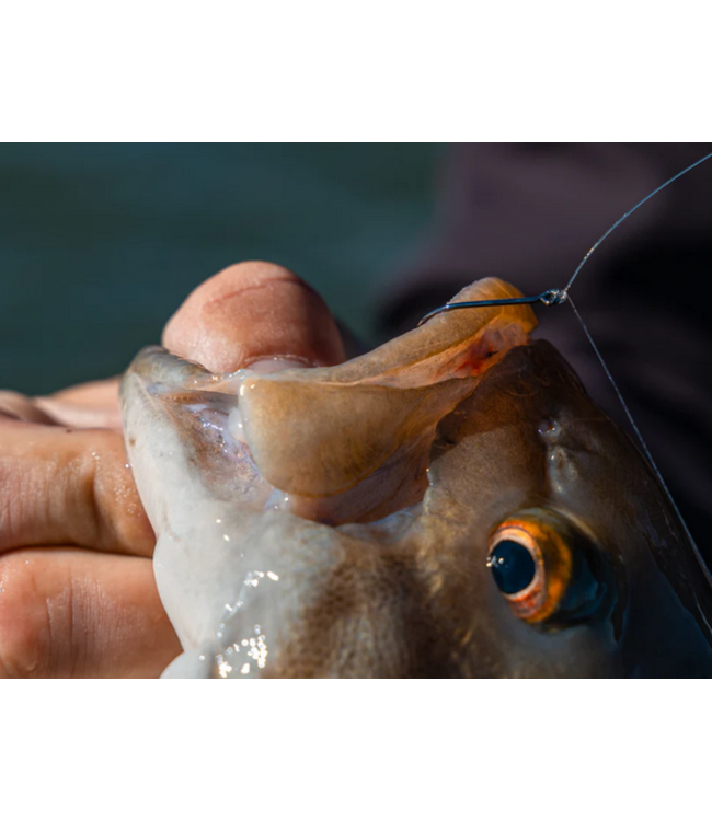 6th Sense Fishing 6th Sense Drop Shot Hook