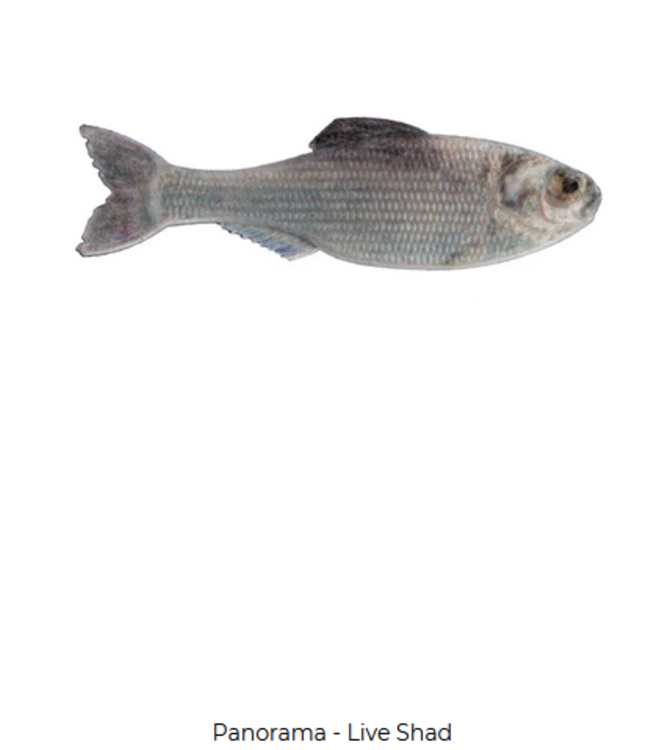 6th Sense Fishing 6th Sense Panorama