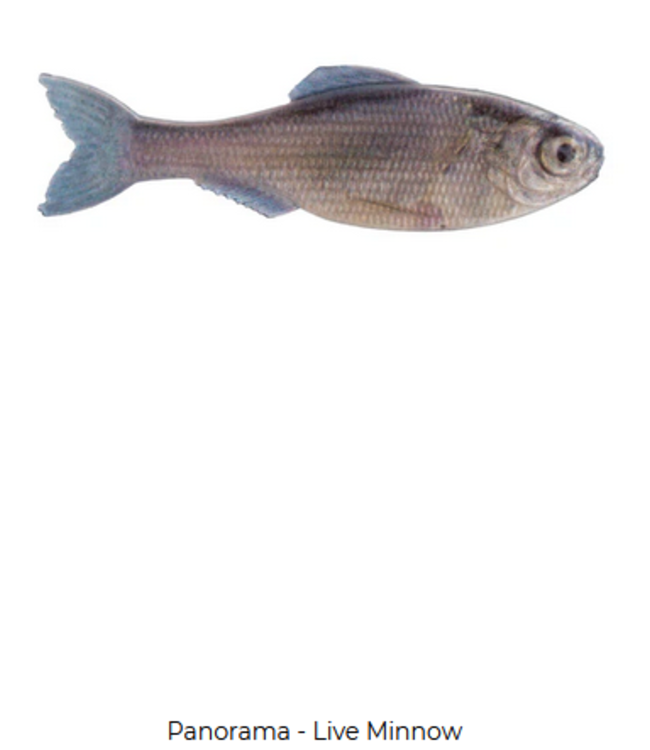 6th Sense Fishing 6th Sense Panorama