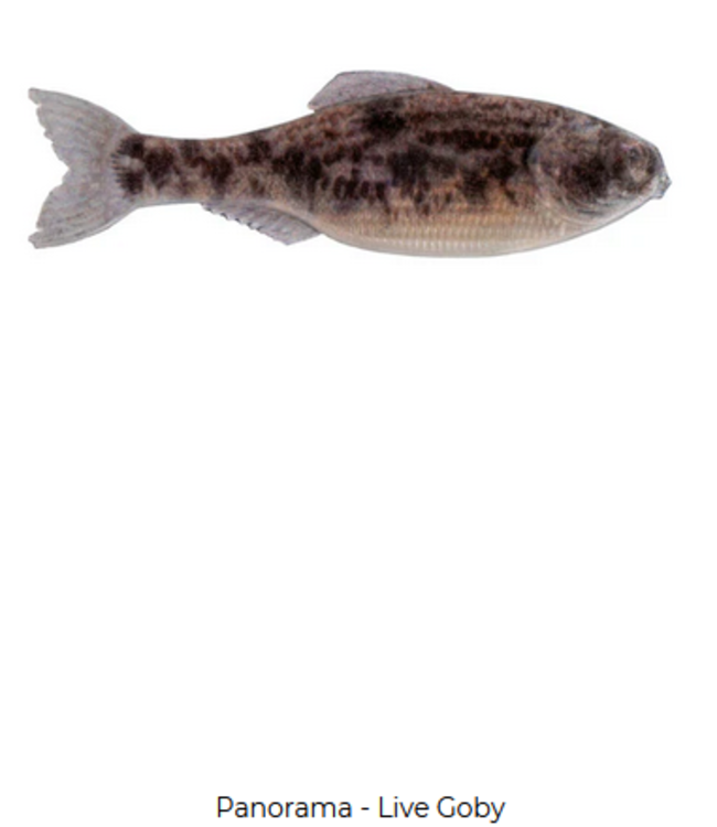 6th Sense Fishing 6th Sense Panorama