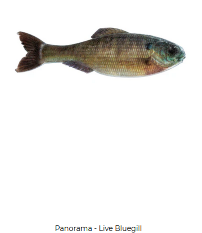 6th Sense Fishing 6th Sense Panorama