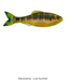 6th Sense Fishing 6th Sense Panorama