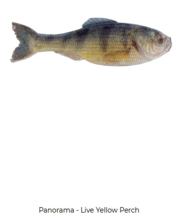 6th Sense Fishing 6th Sense Panorama