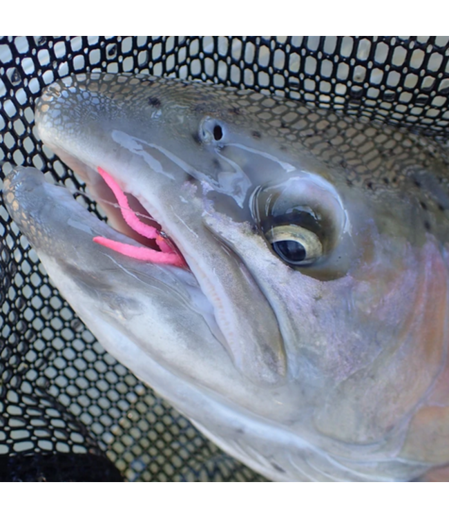 Simcoe Bug Si Flies San Juan Worm