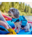 NRS Canada NRS CFD Dog Life Jacket